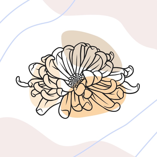 Vector hand drawn chrysanthemum flower in line art style d