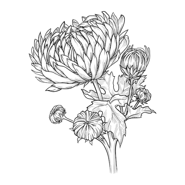 Hand drawn chrysanthemum with leaves and buds Vector illustration isolated on white background