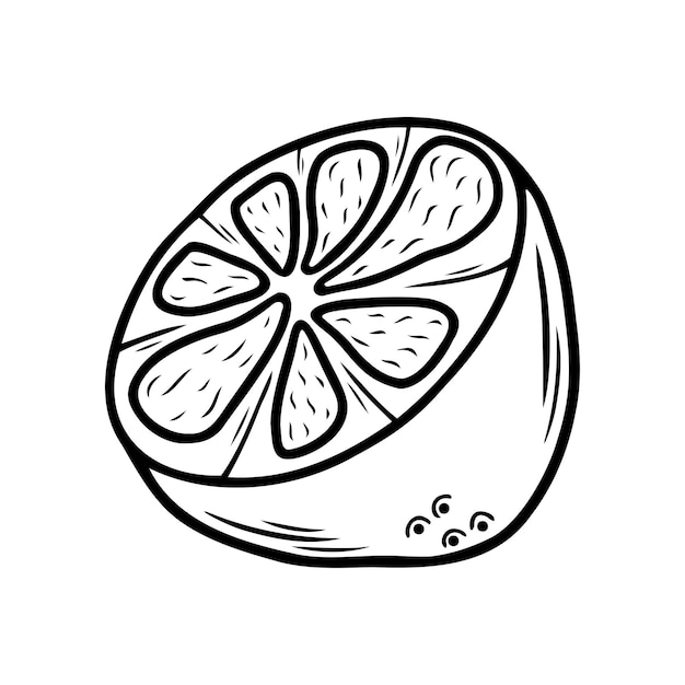 Vector hand drawn citrus fruit a slice of lemon or orange