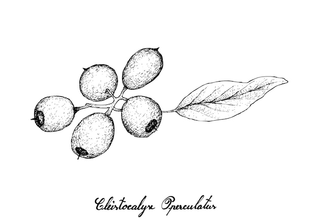 Cleistocalyx Operculatus 과일의 손으로 그린