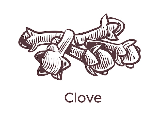 Hand drawn clove illustration. Botanical sketch cooking ingredient for labels and packages in engraving style. Aromatherapy antioxidant spicy seed. Mulled wine or baked goods vector isolated condiment