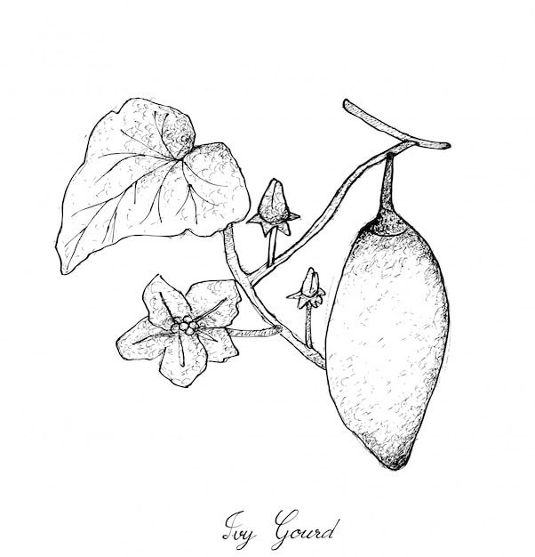 Coccinia Grandis 과일 또는 담쟁이 조롱박의 손으로 그린