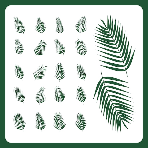 Vector hand drawn coconut leaves set