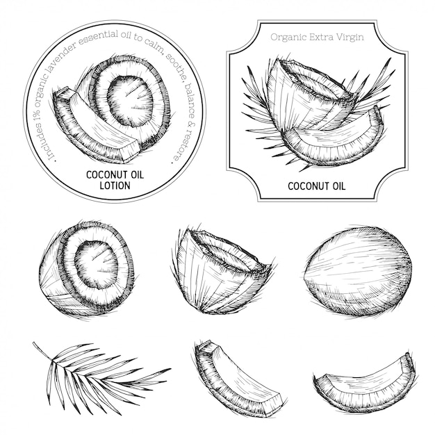 Vettore set di cocco disegnato a mano