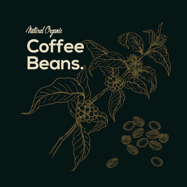 Hand drawn coffee beans