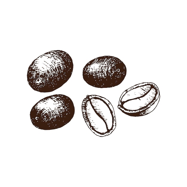 Vettore bacche di caffè disegnate a mano da illustrazione vettoriale frutti di una pianta del caffè in una sezione chicchi di caffè disegnati a matita in stile incisione vintage separatamente su sfondo bianco
