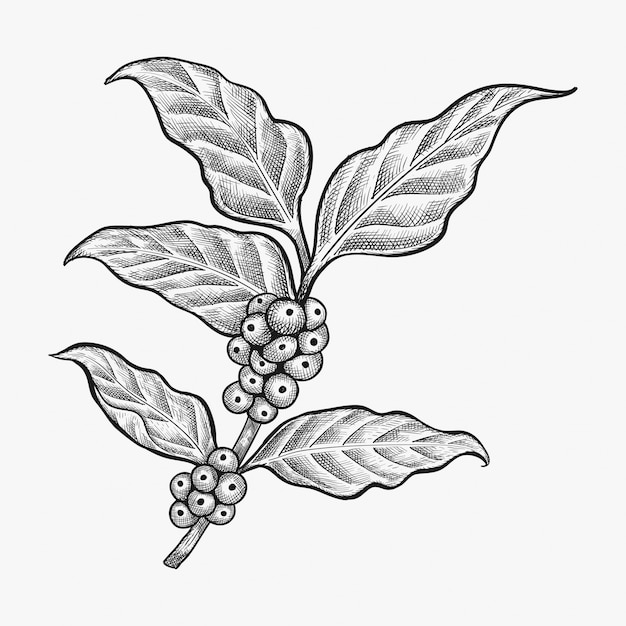 Hand drawn coffee leaf vector -