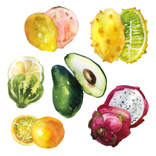 Hand drawn collection of exotic fruit in watercolor style.