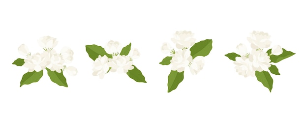 Hand drawn collection of jasmine flower illustration