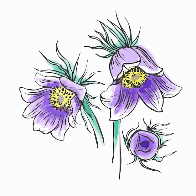 Hand drawn collection lumbago meadow pulsatilla flower ink sketch set vector pasque flower