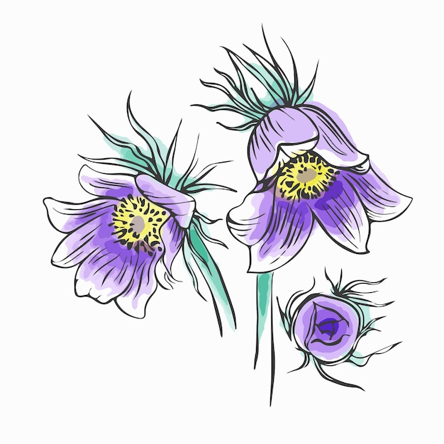 Hand drawn collection Lumbago meadow Pulsatilla flower ink sketch set Vector Pasque flower