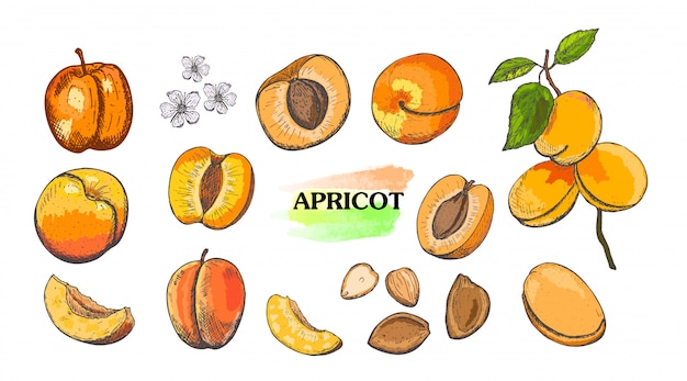 Hand drawn colored apricot set isolated on white background.