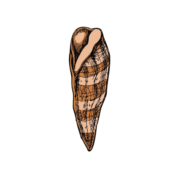 白い背景に分離された貝殻クラム巻き貝ツブ貝ホタテ貝殻スケッチ スタイル ベクトル図の手描きの色のスケッチ