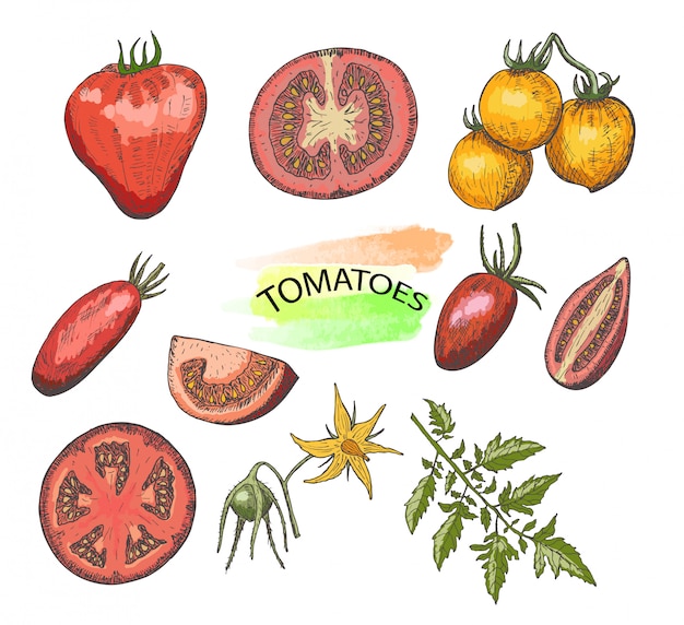 Vector hand drawn colored tomatoes set isolated on white.