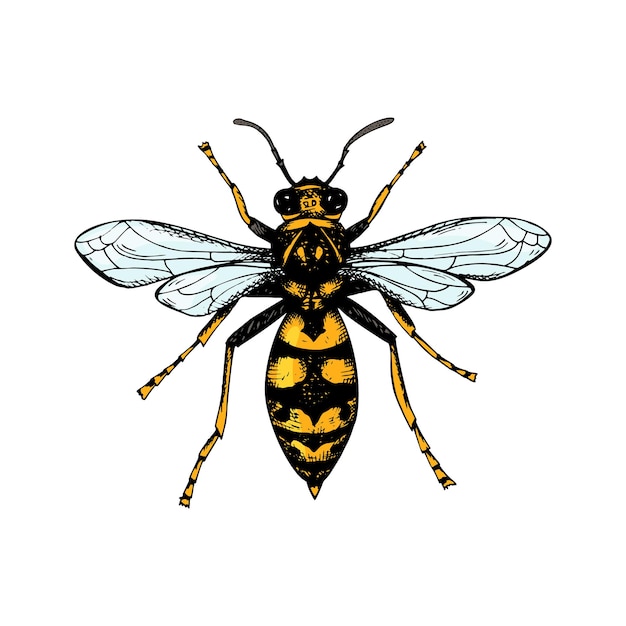 Hand drawn colored wasp