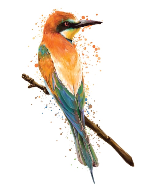 Hand drawn colorful bird