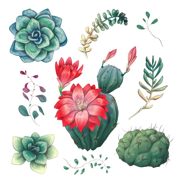 Vector hand drawn colorful cactuses and succulent set.