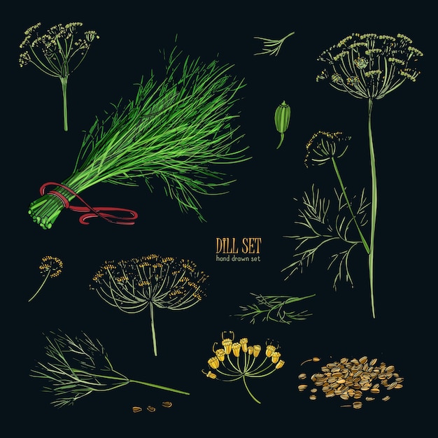 Hand drawn colorful collection with greens, bunch, branch, flower, inflorescence and seeds.