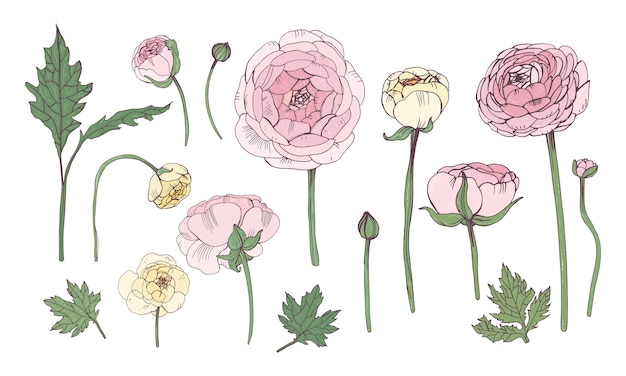 Hand drawn colorful floral elements set. Collection with pink ranunculus flowers.