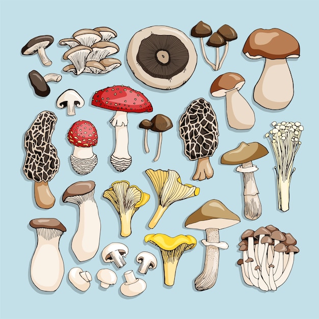 Collezione di funghi colorati disegnati a mano