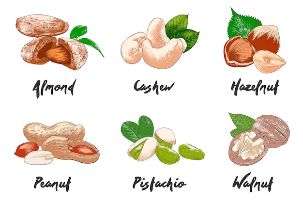 Рисованной красочные орехи эскизы