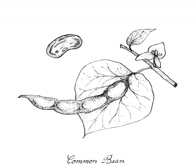 Vector hand drawn of common bean plants