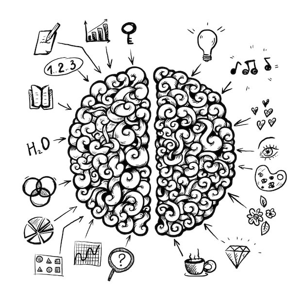 hand drawn concept of human brain with two hemisphere and doodle elements vector illustration