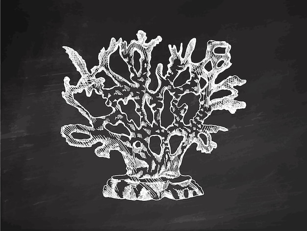Hand drawn coral sketch Underwater tropical reef illustrations isolated on chalkboard background