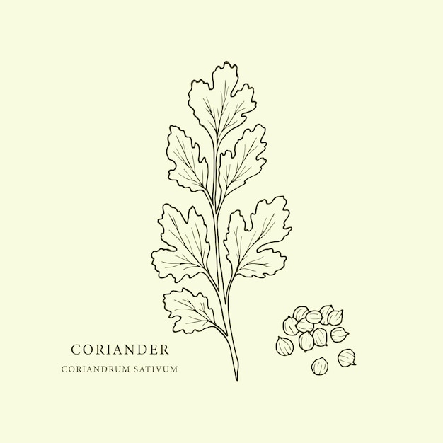 Hand drawn coriander with seeds illustration