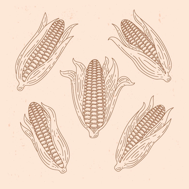 Vector hand drawn corn on the cob drawing illustration