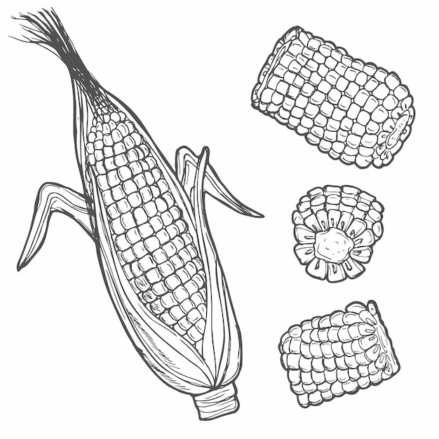 Vector hand drawn corn icon vector badge vegetable in the old ink style for brochures banner restaurant