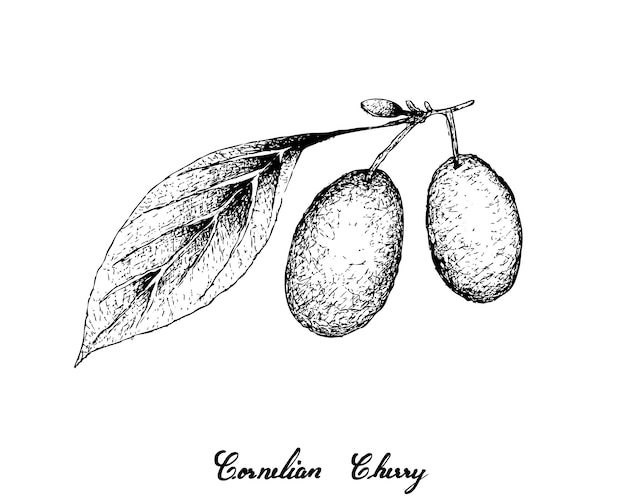 Hand Drawn of Cornelian Cherries