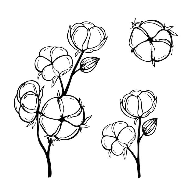 Vector hand drawn cotton branches isolated on white background. decorative vector doodle sketch illustration. botanical line art concept
