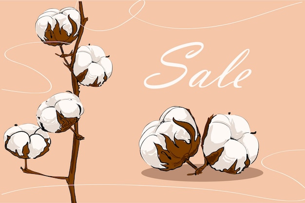 Vector hand drawn cotton plant sale illustration