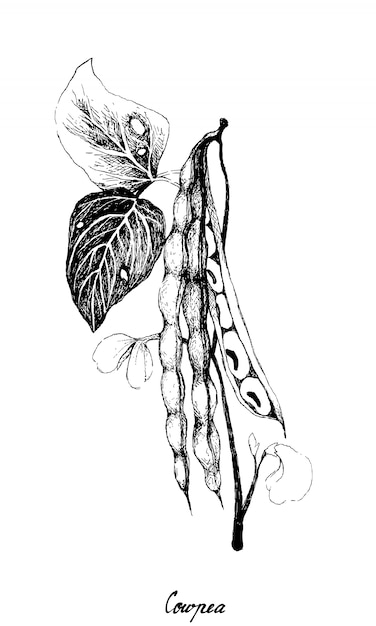 Hand drawn of cowpea or vigna unguiculata plant