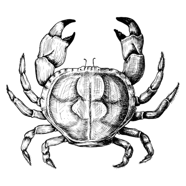 Vector hand drawn crab isolated