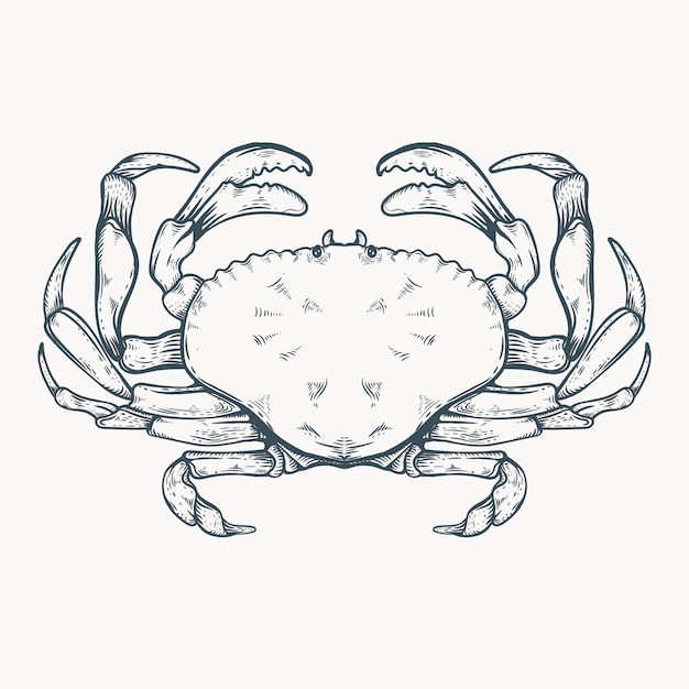 Hand drawn crab line art illustration