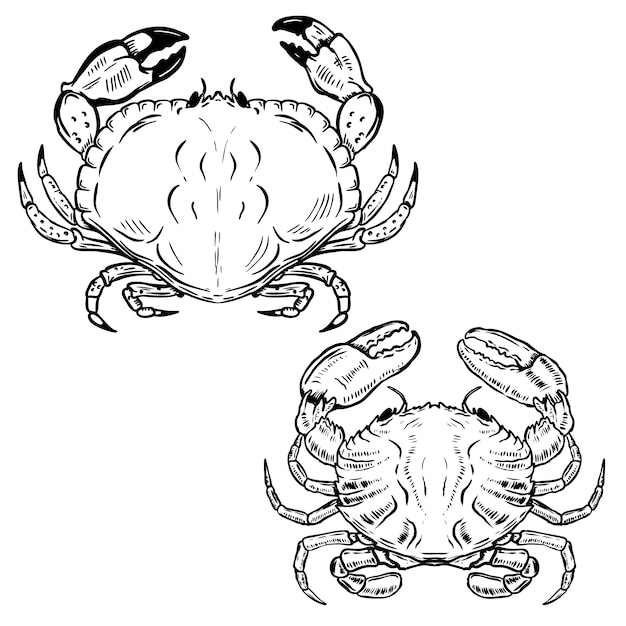 Hand drawn crabs  on white background.  elements for poster, emblem, sign, seafood restaurant menu.  illustration