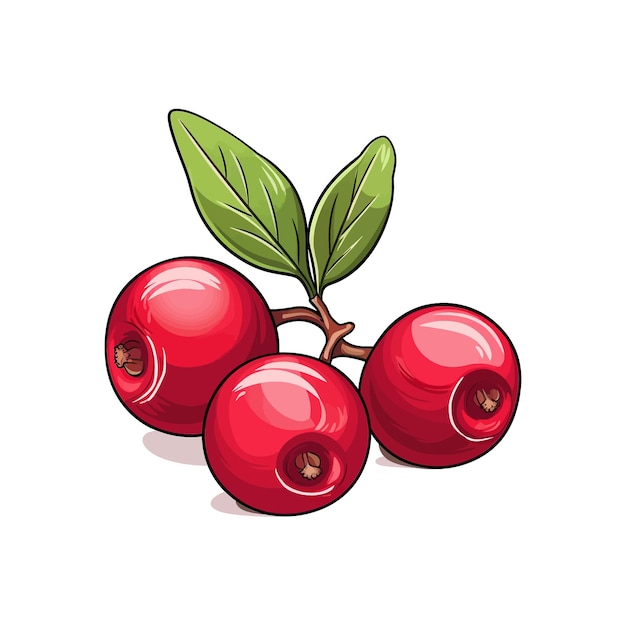 Hand drawn Cranberry isolated white background