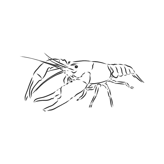 Illustrazione disegnata a mano di schizzo di vettore animale del cancro animale del cancro del fiume del gambero disegnato a mano