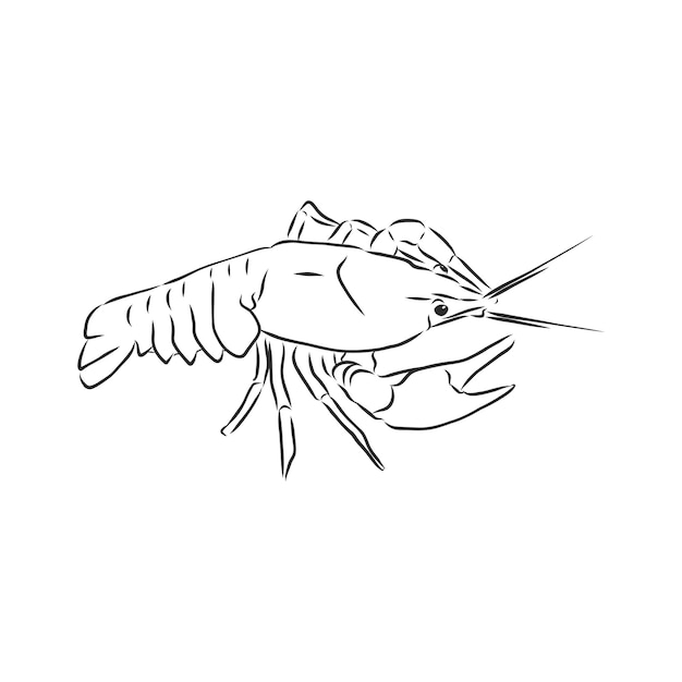 Hand drawn crayfish cancer River animal cancer animal vector sketch illustration