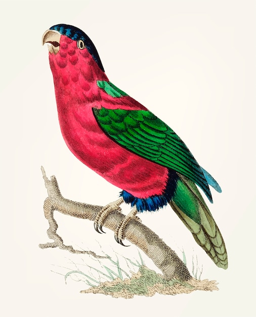 Vector hand drawn of crimson parakeet