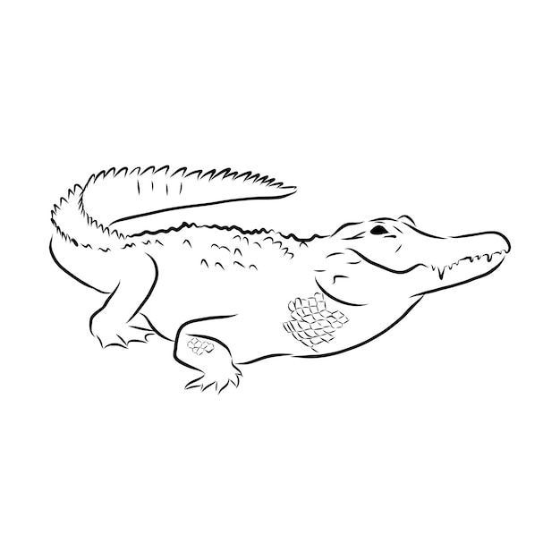 Hand drawn crocodile. alligator animal, predator reptile with\
open mouth, vector illustration