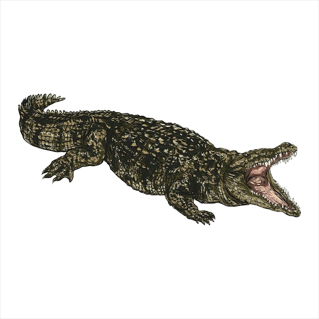 Ручной рисунок крокодила Изолированный эскиз рептилии Винтажная фигура Линейный графический дизайн