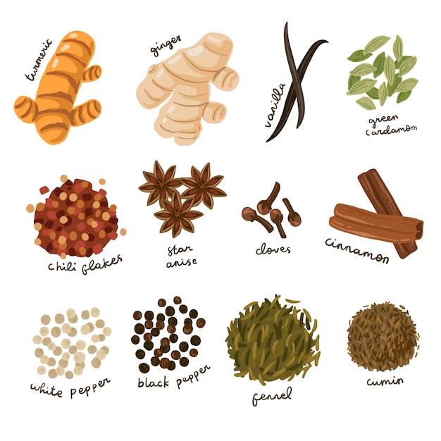 Hand drawn culinary spices illustration set