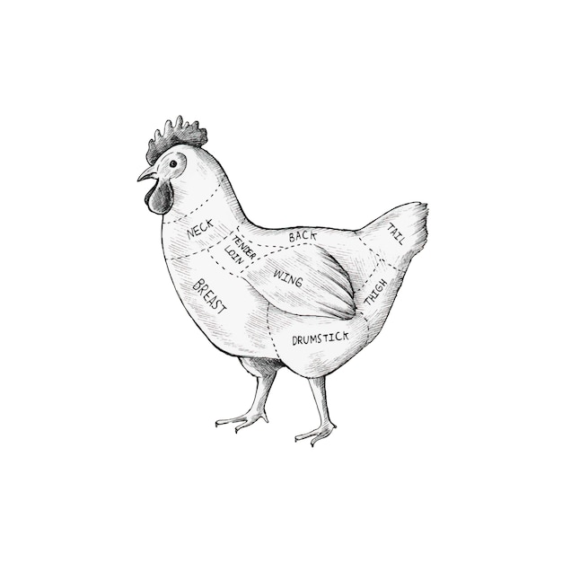 Taglio di pollo disegnato a mano