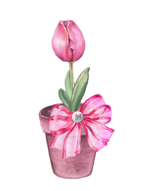 Vector hand drawn cute tulip flower in a pot watercolor illustration of holiday gift