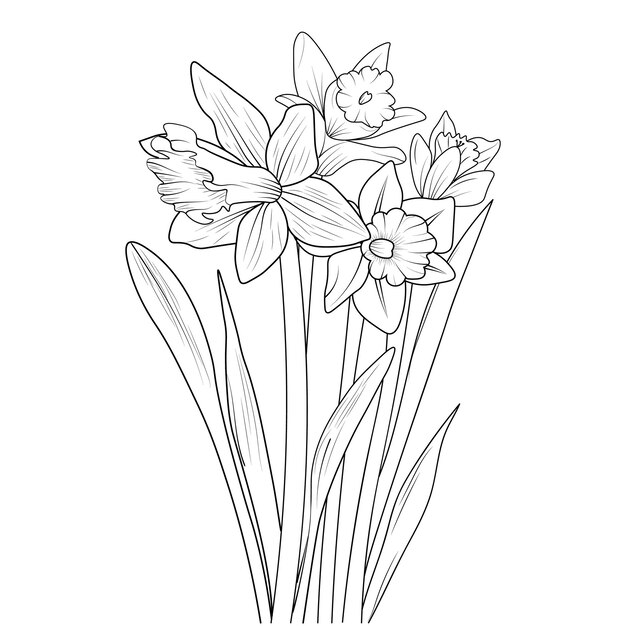 손으로 그린 수선화 꽃 스케치 아트 벡터 삽화는 흰색 배경 클립 아트에 분리되어 있습니다.