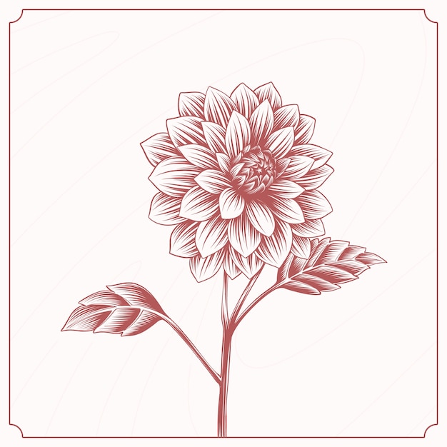 Vettore illustrazione disegnata a mano del disegno della dahlia