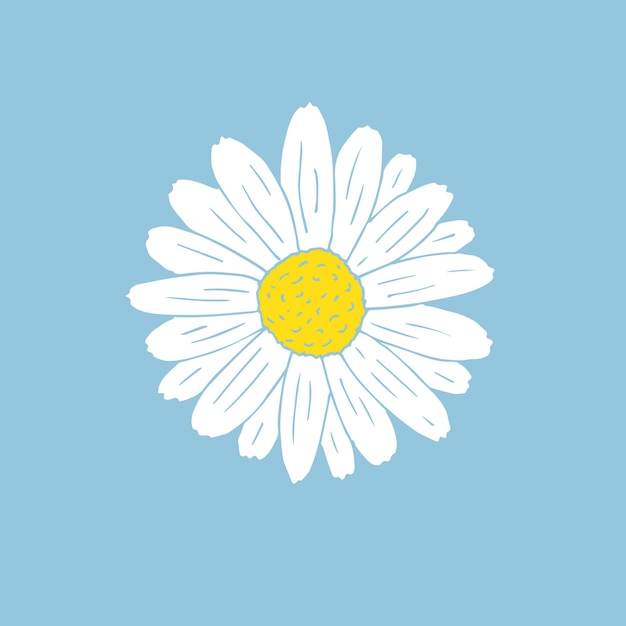 Vector hand drawn daisy chamomile flower